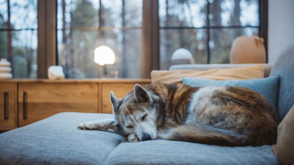 lethargy in dogs; a dog sleeps by the window.